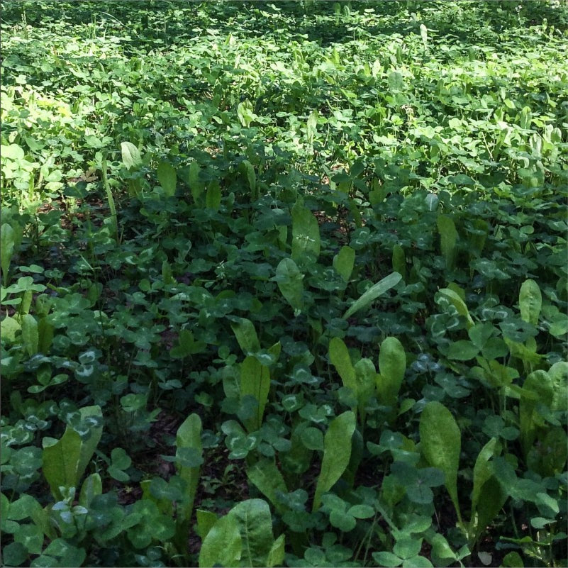 Clover + Chicory Food Plot Seed