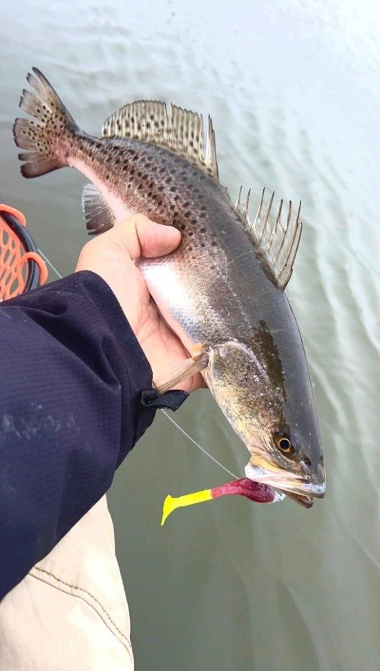 5" Halloween With Built-In Tail Rattle